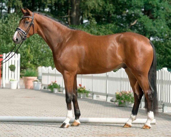 dressage horse Brownsville R (Westphalian, 2017, from Ben Benicio)