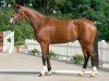 dressage horse Brownsville R (Westphalian, 2017, from Ben Benicio)