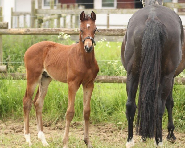 foal by Ravel (Trakehner, 2024, from Kenneth)