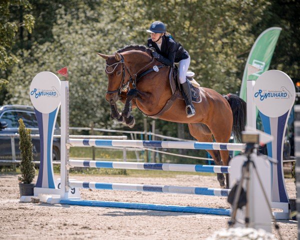 jumper Arielle 424 (German Sport Horse, 2019, from Armison)