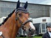 horse Chico Coherto (Oldenburg show jumper, 2012, from Capilano)