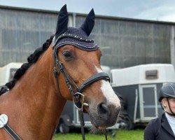 Pferd Chico Coherto (Oldenburger Springpferd, 2012, von Capilano)