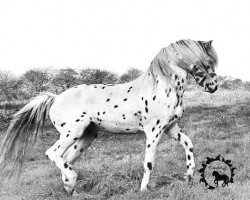 stallion Bouffon af Kronplet (Knabstrupper, 2011, from Baldur aus der schützenden Hand)