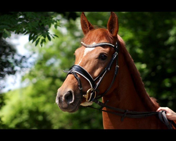 Zuchtstute Tropenforscherin (Deutsches Reitpony, 2017, von Totilas)