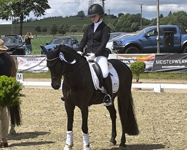 dressage horse Miss Cini Mini (German Riding Pony, 2016, from Magic Cornflakes)