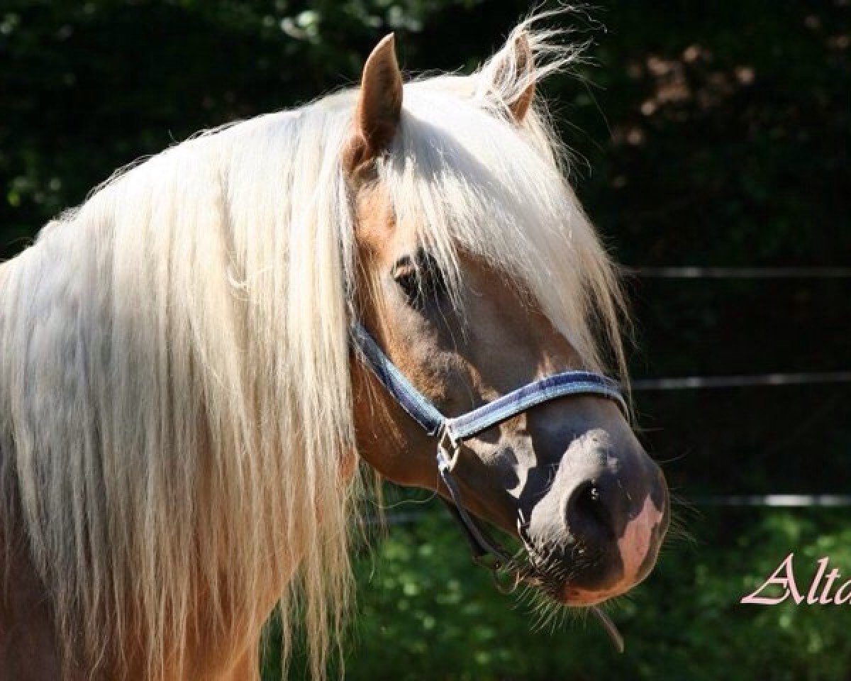 Deckhengst Altan (Haflinger, 2000, von Alexander)