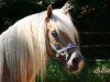 stallion Altan (Haflinger, 2000, from Alexander)