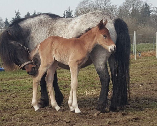 broodmare Lucky Lady (Pony without race description, 1999)