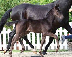 foal by Opium (Oldenburg, 2024, from Opoque)