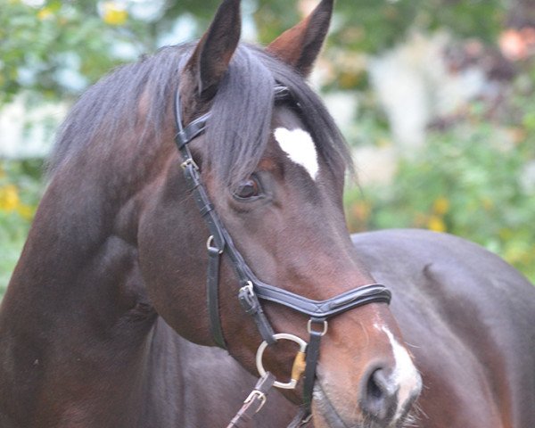 dressage horse Rock My Heart Ea (Hanoverian, 2012, from Royal Classic I)