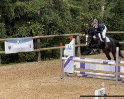 jumper Cassiopaja 9 (German Sport Horse, 2017, from S.I.E.C. Bachelor)