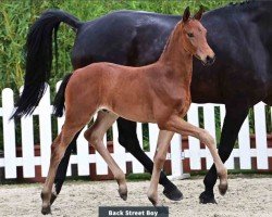 foal by Hengst von Bon my Love / Zonik (Oldenburg, 2024, from Bon my Love)