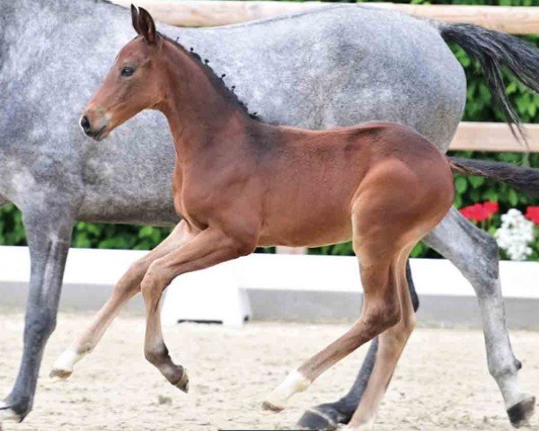 Fohlen von Beckham (Oldenburger Springpferd, 2024, von Bamako de Muze)