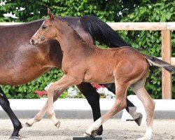 foal by Calgary (Oldenburg show jumper, 2024, from Casallco)