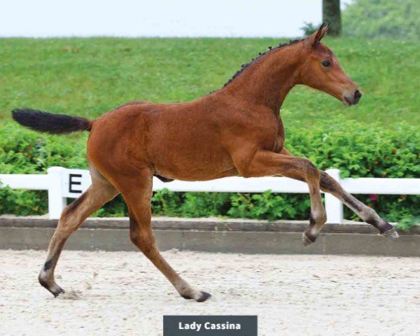 foal by Lady Cassina (Oldenburg show jumper, 2024, from Casino Grande)