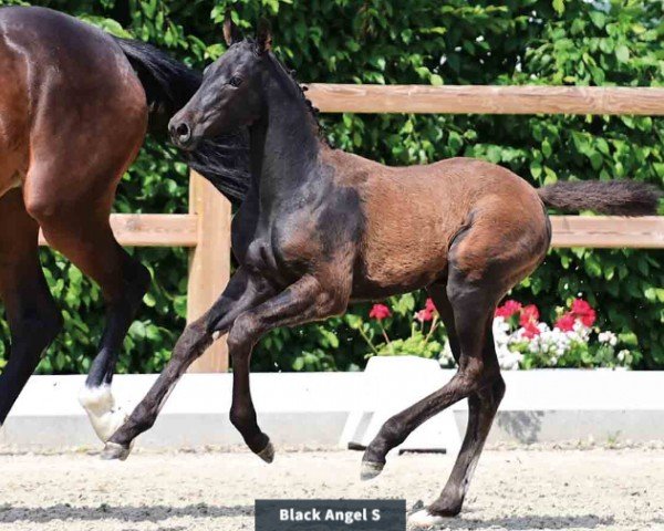 Fohlen von Black Angel S (Oldenburger Springpferd, 2024, von Continental Blue)