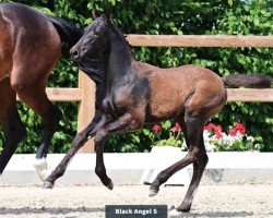 foal by Black Angel S (Oldenburg show jumper, 2024, from Continental Blue)