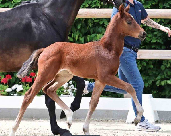 foal by Venedig (Oldenburg, 2024, from Vitalos FRH)