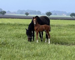 Fohlen von Philly vom Moorstein (Deutsches Reitpony, 2024, von Dallmayr K)