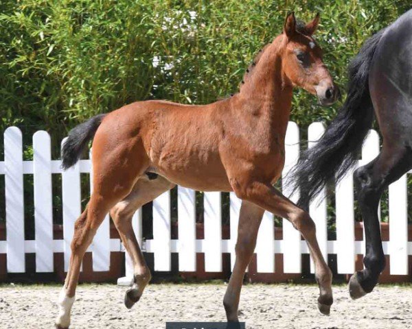 foal by Baltimore (Oldenburg, 2024, from Bonds)