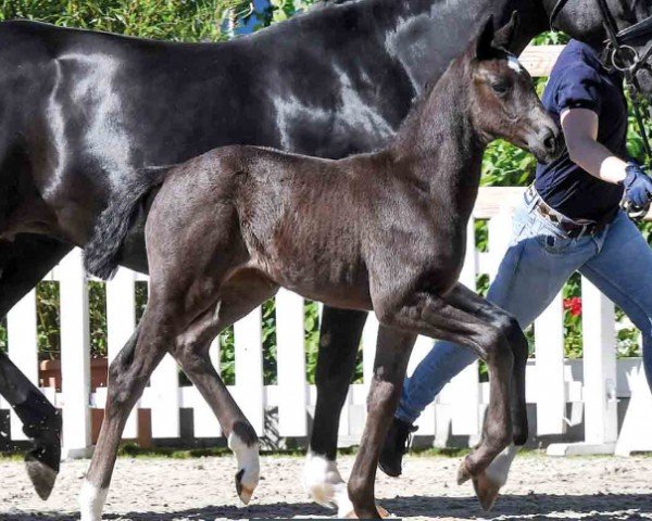 foal by Love's Smilla (Oldenburg, 2024, from Escamillo)