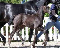 foal by Love's Smilla (Oldenburg, 2024, from Escamillo)