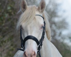 broodmare Crown Ivory WE (German Riding Pony, 2012, from FS Chambertin)