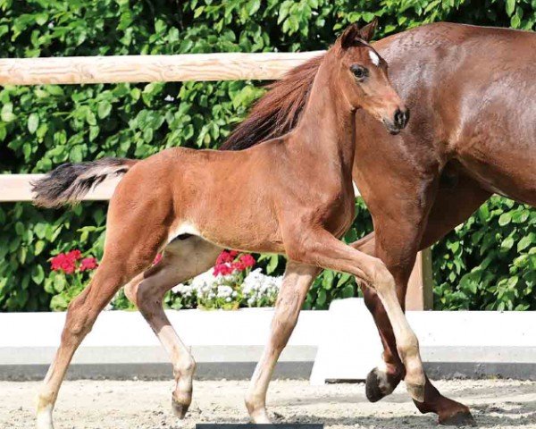 foal by Drummer Boy (Oldenburg, 2024, from Dynamic Dream)