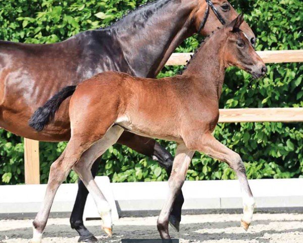 foal by Invernale (Oldenburg, 2024, from Infantino)