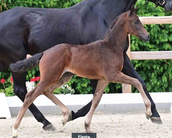 foal by Fiesta (Oldenburg, 2024, from Federer)