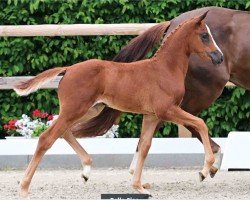 foal by Bella Ciao (Oldenburg, 2024, from Bon Courage 4)