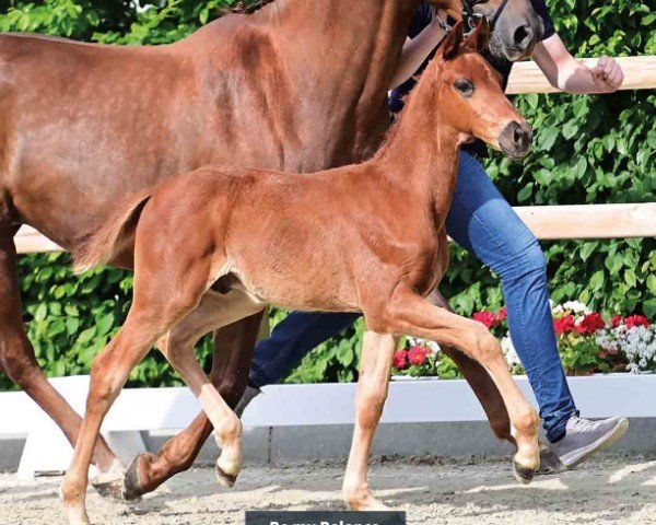 foal by Be my Balance (Oldenburg, 2024, from Be my Dancer)