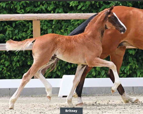 Fohlen von Britney (Oldenburger, 2024, von Bon Bolero OLD)