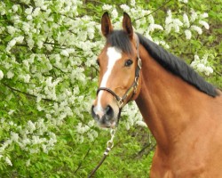 broodmare Zappalotta (Oldenburg, 2013, from Zapateado 128 FIN)