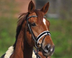 Zuchtstute Sachsengold (Trakehner, 2011, von Kentucky)