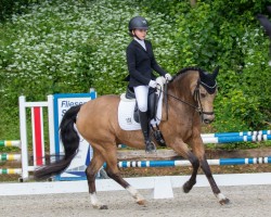 dressage horse Domingo 669 (German Riding Pony, 2006, from Doodoo)