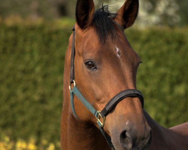 broodmare Corradee (Holsteiner, 1997, from Corrado I)