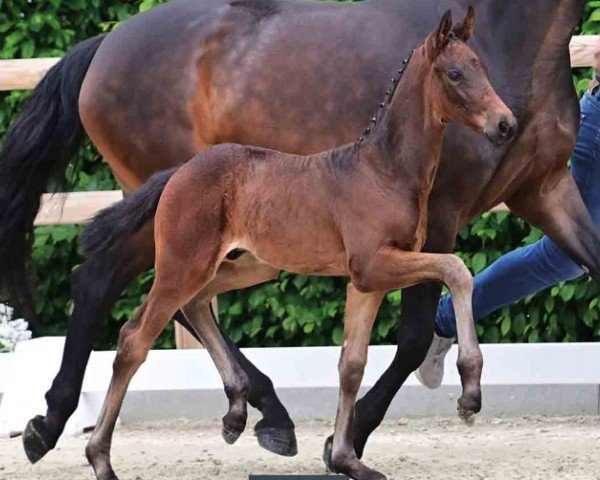 foal by Famoso (Oldenburg, 2024, from Federer)