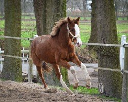 horse Very Happy (Hannoveraner, 2022, from Venido)