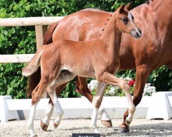 foal by Bonbon (Oldenburg, 2024, from Bon Esprit)