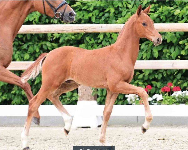 foal by Sir Escanone (Oldenburg, 2024, from Escaneno)