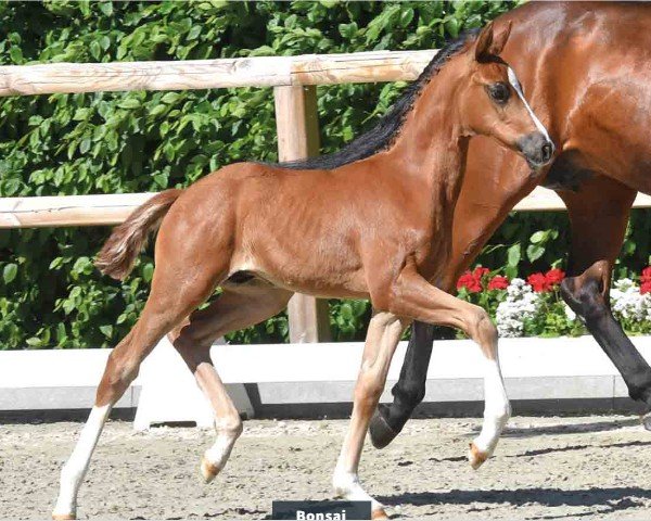 foal by Hengst von Bonds / Zatchmo (Oldenburg, 2024, from Bonds)