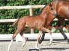 foal by Hengst von Bonds / Zatchmo (Oldenburg, 2024, from Bonds)