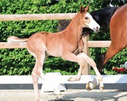 foal by Aramis (Oldenburg show jumper, 2024, from Aganix du Seigneur)