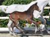 foal by Hengst von Hardrock Z / Catoki (Oldenburg show jumper, 2024, from Hardrock Z)