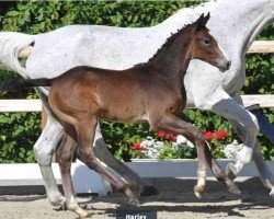 foal by Hengst von Hardrock Z / Catoki (Oldenburg show jumper, 2024, from Hardrock Z)