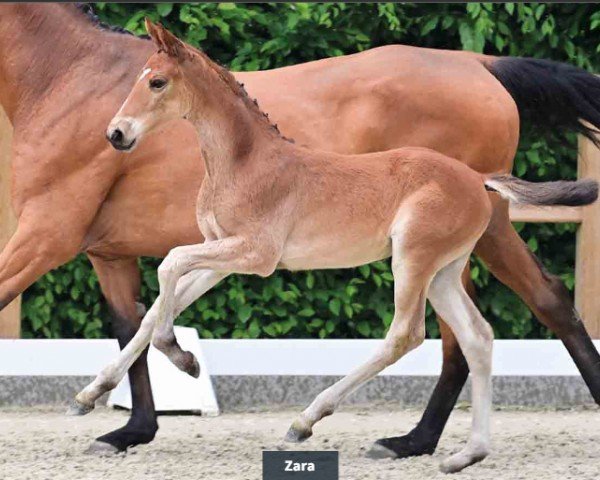 foal by Zara (Oldenburg show jumper, 2024, from Zinedine)