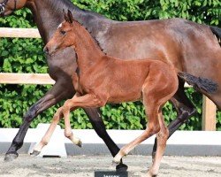 foal by Jersey (Oldenburg show jumper, 2024, from Jasper)