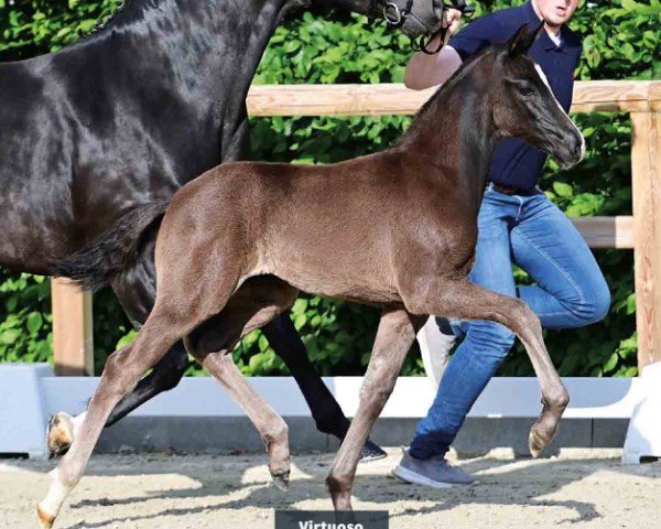 foal by Virtuoso (Oldenburg, 2024, from V-Power)