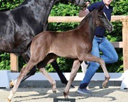 foal by Virtuoso (Oldenburg, 2024, from V-Power)